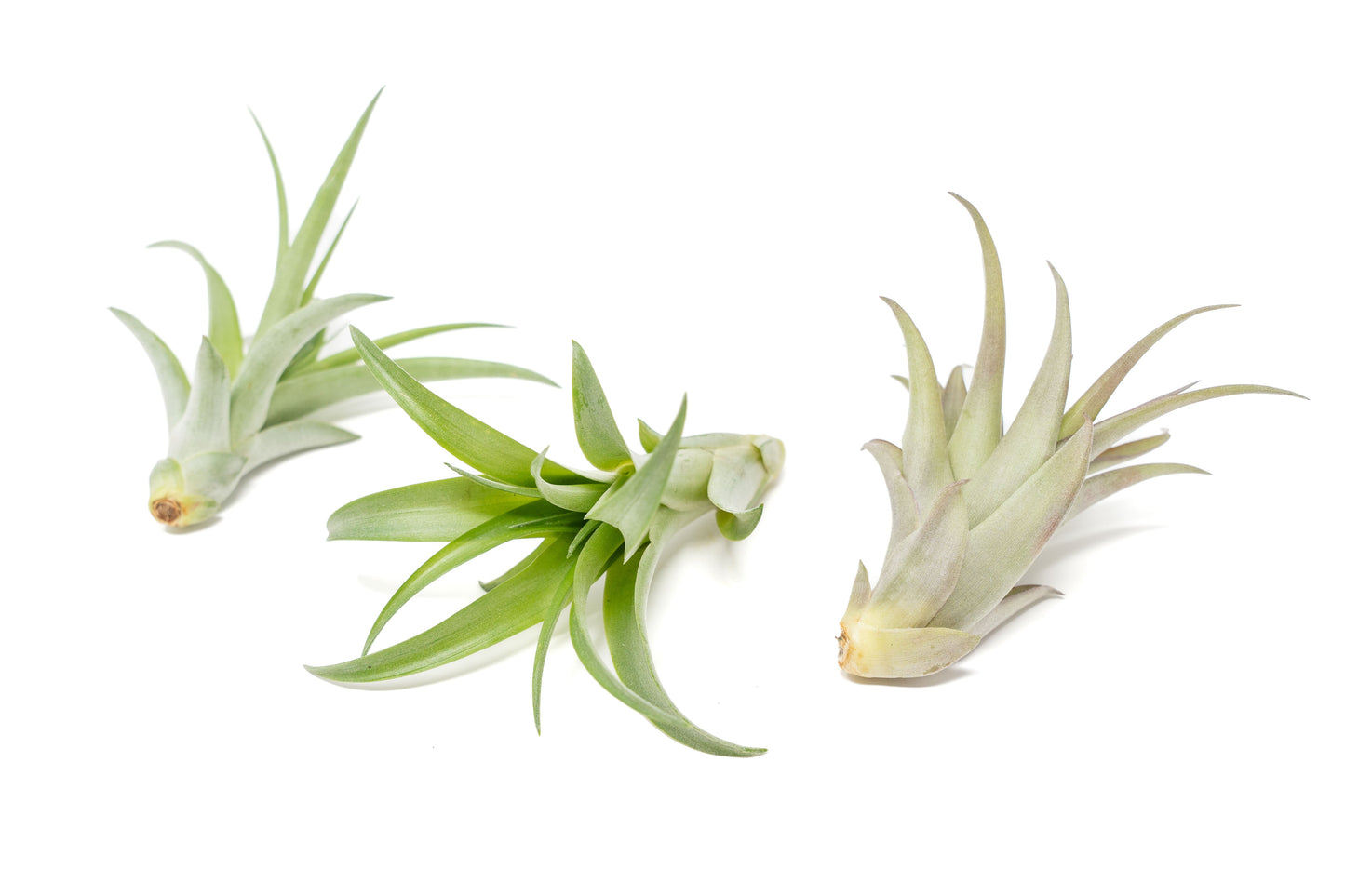 Tillandsia Abdita Brachycaulos Air Plants