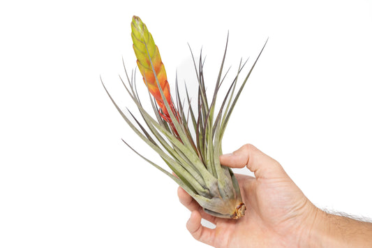 Large Tillandsia Fasciculata Tricolor Air Plants