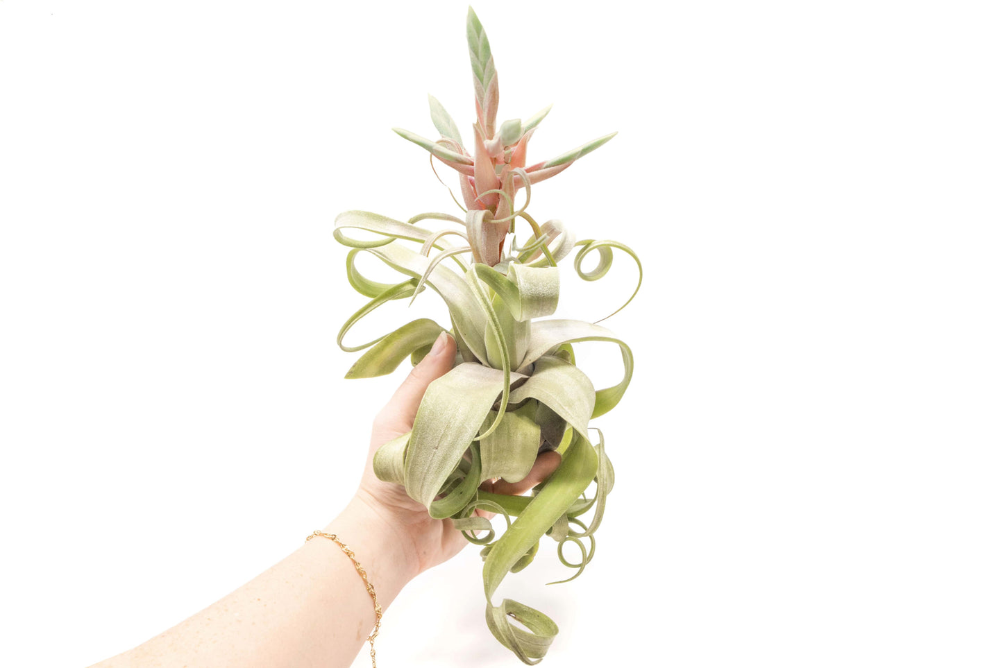 Tillandsia Streptophylla Air Plants