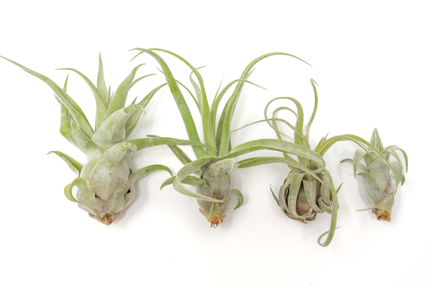 Tillandsia Streptophylla Air Plants