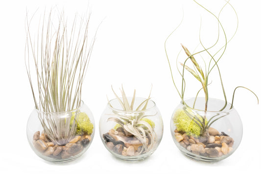 Complete Bubble Trio Terrariums with Tillandsia Juncea, Butzii, and Harrisii Air Plants