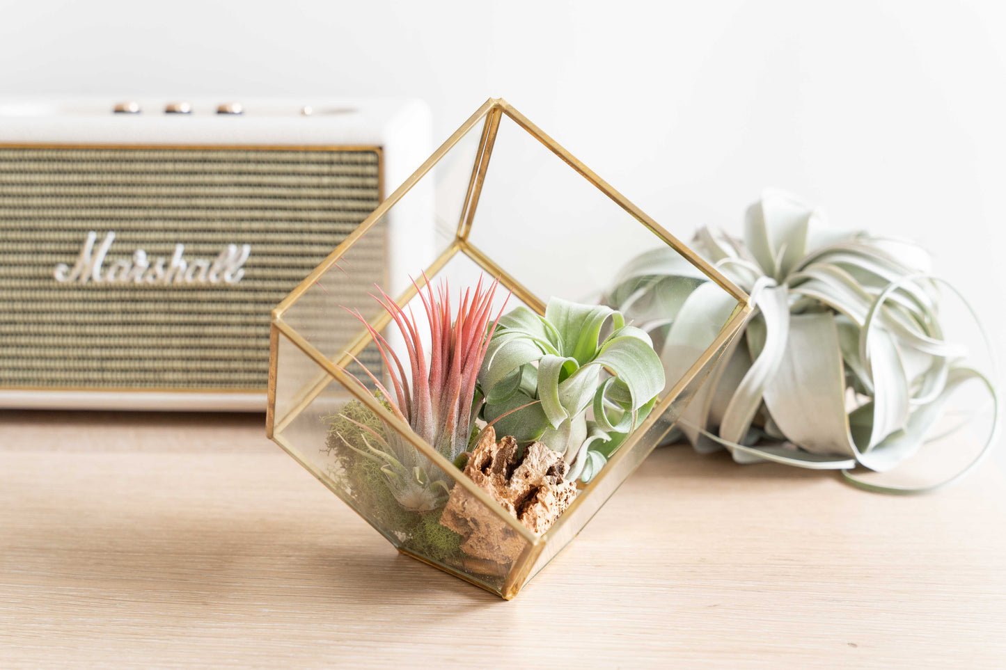 Heptahedron Geometric Glass Terrarium - Gold Metallic Finish - Trendy Holder For Tillandsia Air Plants