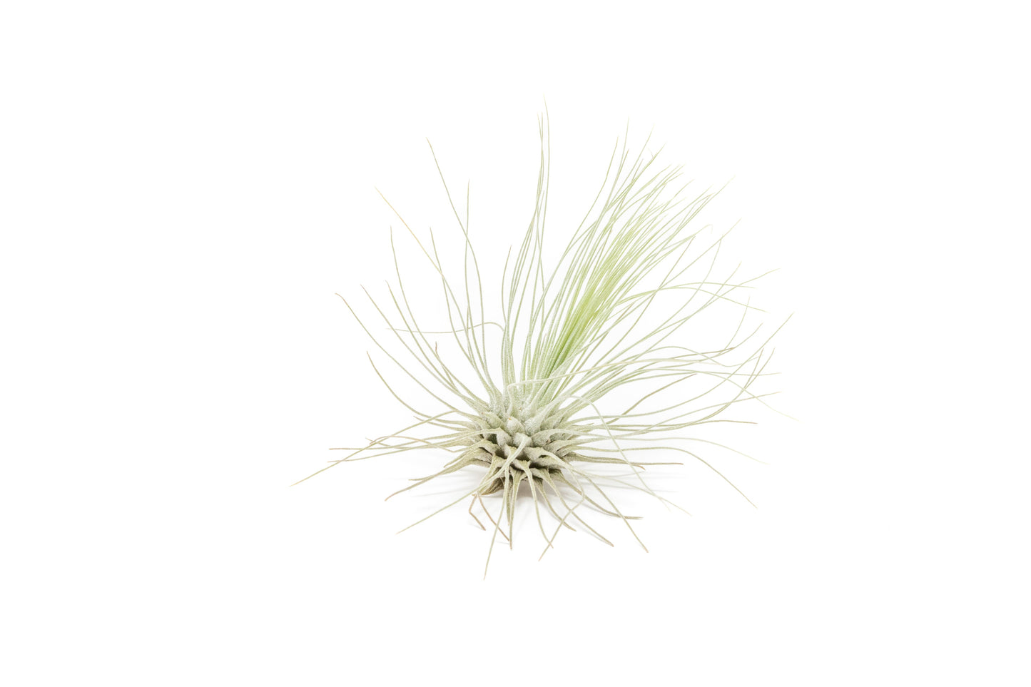 Tillandsia Argentea Thin Air Plants