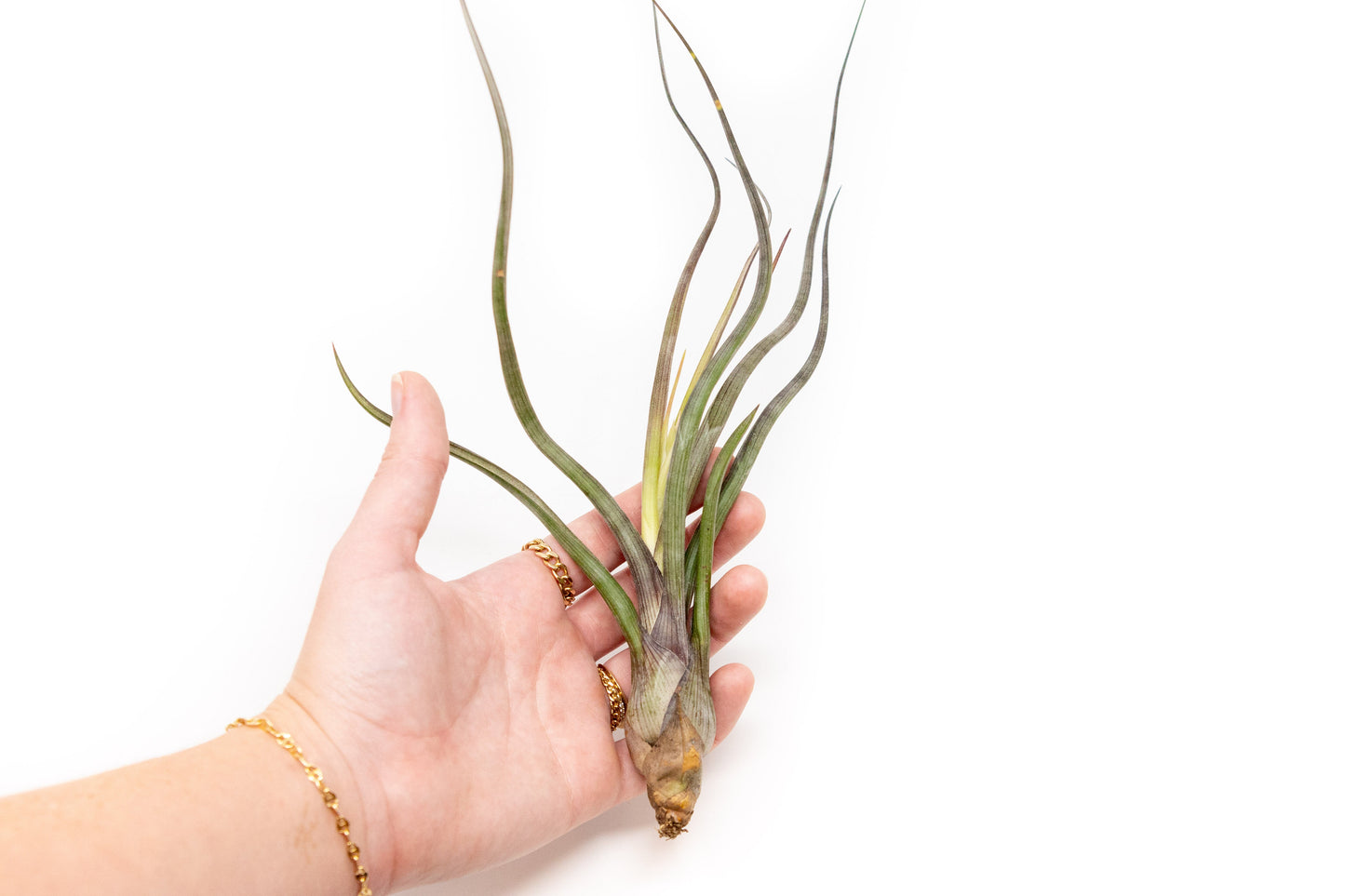 Tillandsia Baileyi Air Plants