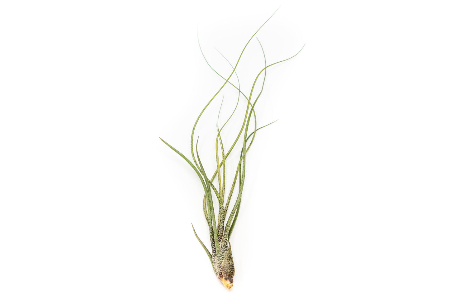 [In Bloom Now] Large Tillandsia Butzii Air Plants / 6-9 Inch Plants