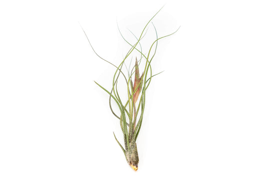 [In Bloom Now] Large Tillandsia Butzii Air Plants / 6-9 Inch Plants