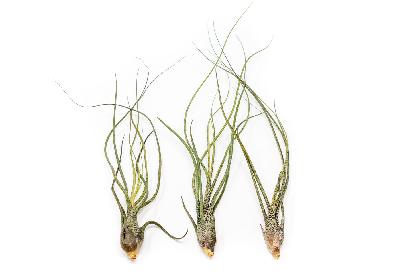 [In Bloom Now] Large Tillandsia Butzii Air Plants / 6-9 Inch Plants