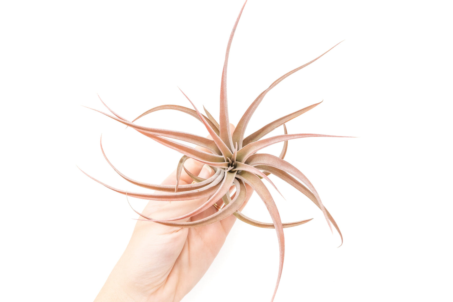 Large Tillandsia Capitata Peach Air Plants / 4-6 Inch Plants