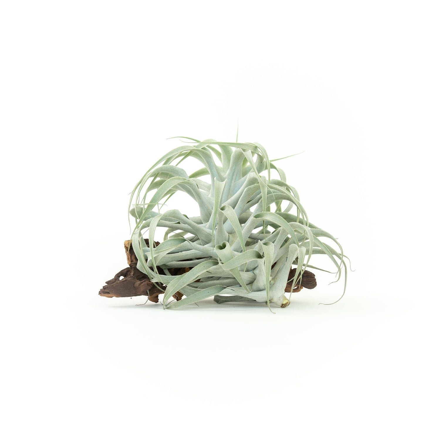 Tillandsia Cacticola Long Form Silver Air Plants