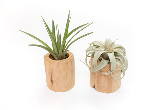 Set of 2 Large Driftwood Containers with Custom Tillandsia