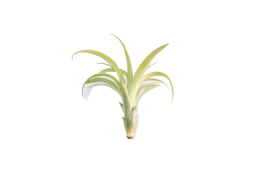 Tillandsia Flabellata Air Plants