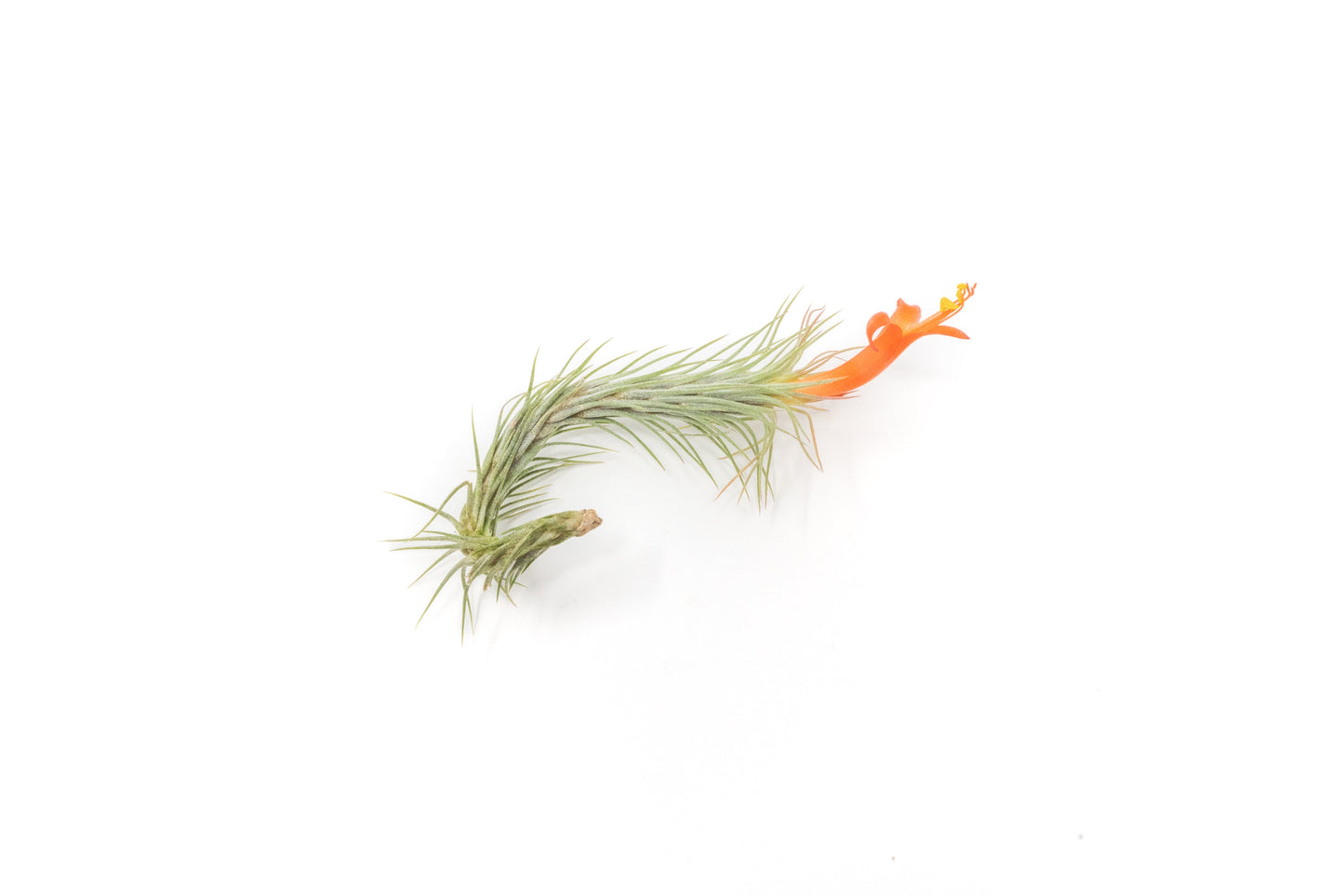 Tillandsia Funckiana Air Plants