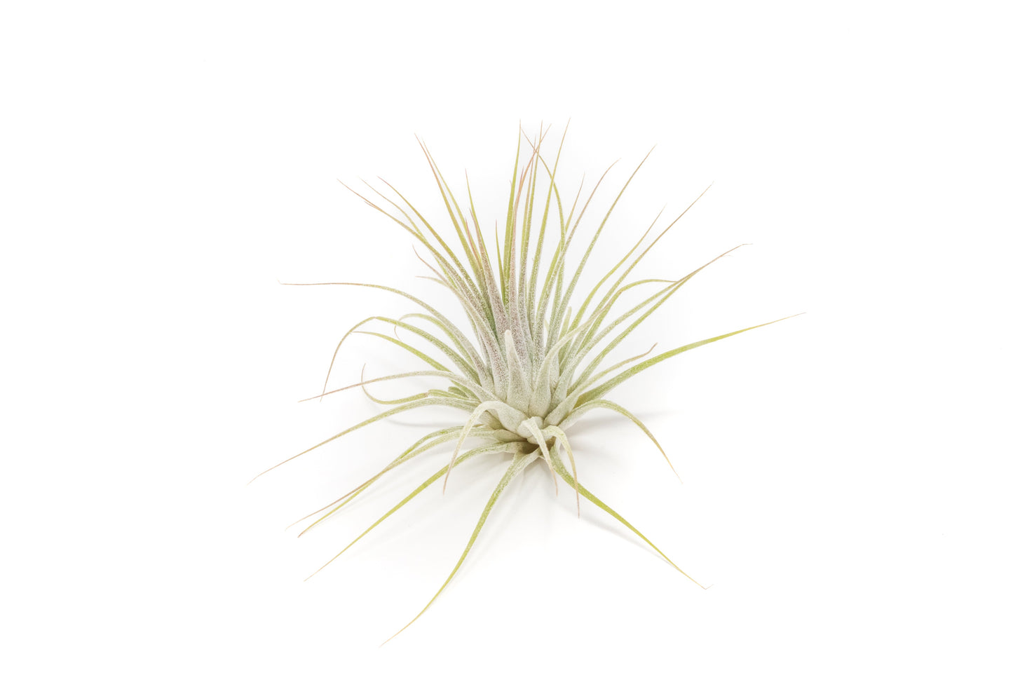 SALE - Tillandsia Ionantha Guatemala Air Plants - Set of 10, 20 or 50 Air Plants - 70% Off