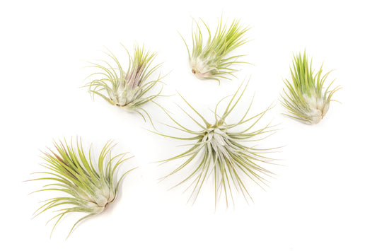 SALE - Tillandsia Ionantha Guatemala Air Plants - Set of 10, 20 or 50 Air Plants - 70% Off