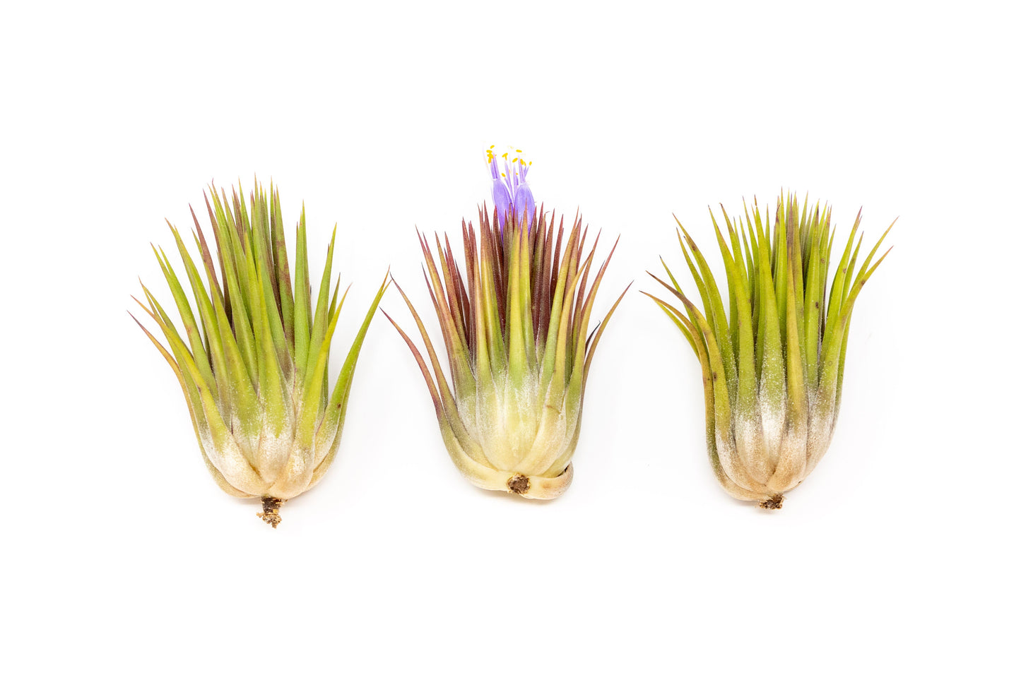 Tillandsia Ionantha Guatemala "Macho" Air Plants