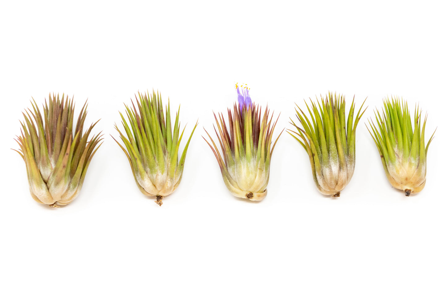 Tillandsia Ionantha Guatemala "Macho" Air Plants