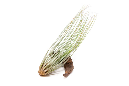 [In Bloom Now] Tillandsia Juncea Air Plants