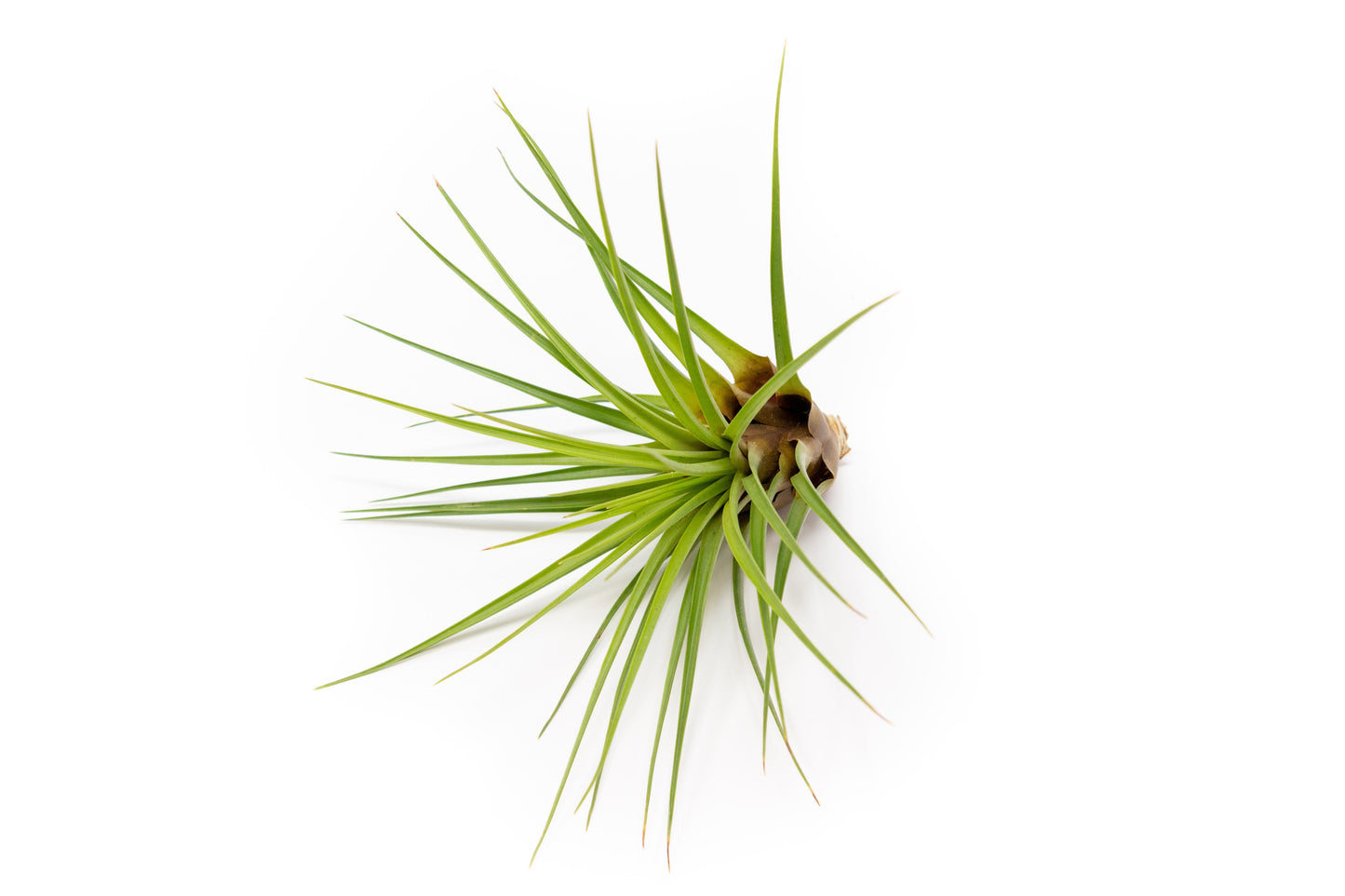 Tillandsia Melanocrater Tricolor Air Plants