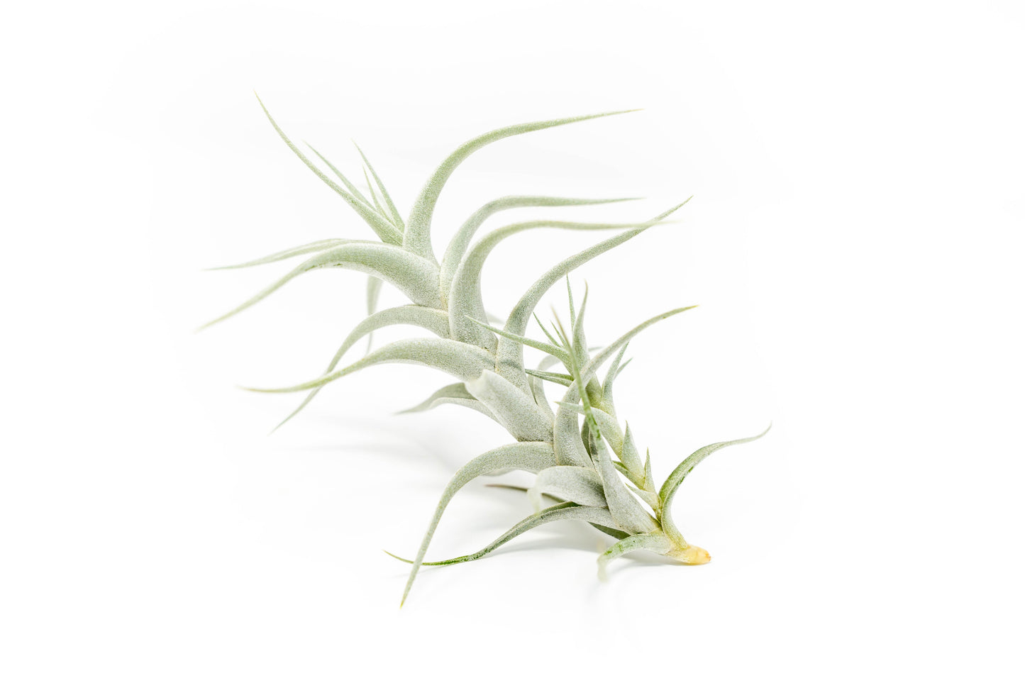 Tillandsia Albida 'Minor' Air Plant