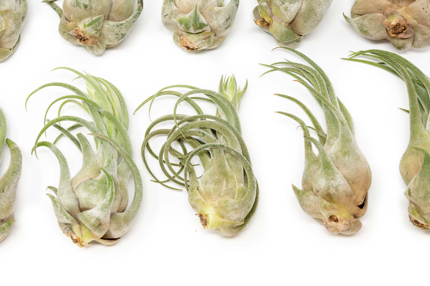 Tillandsia Seleriana Air Plants