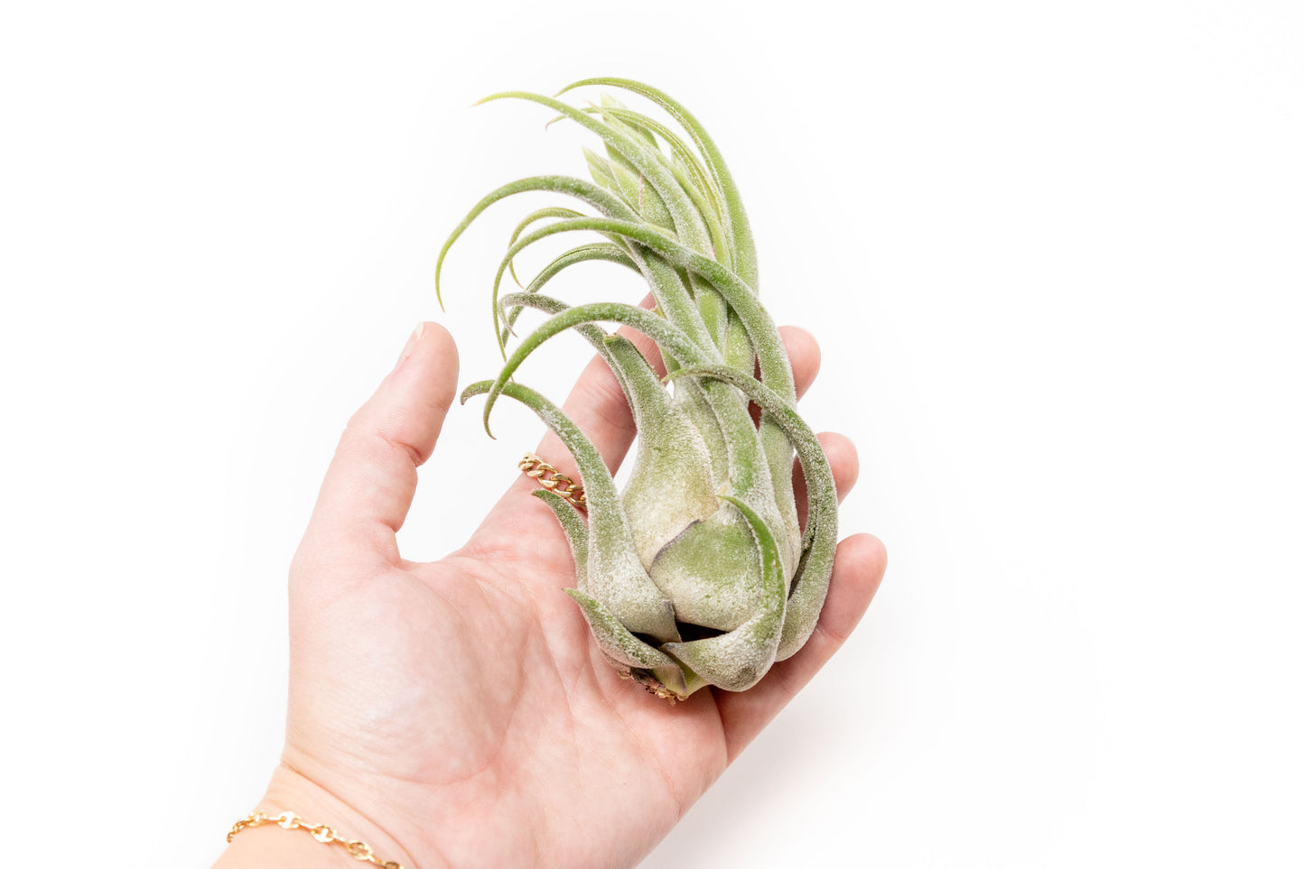 Tillandsia Seleriana Air Plants