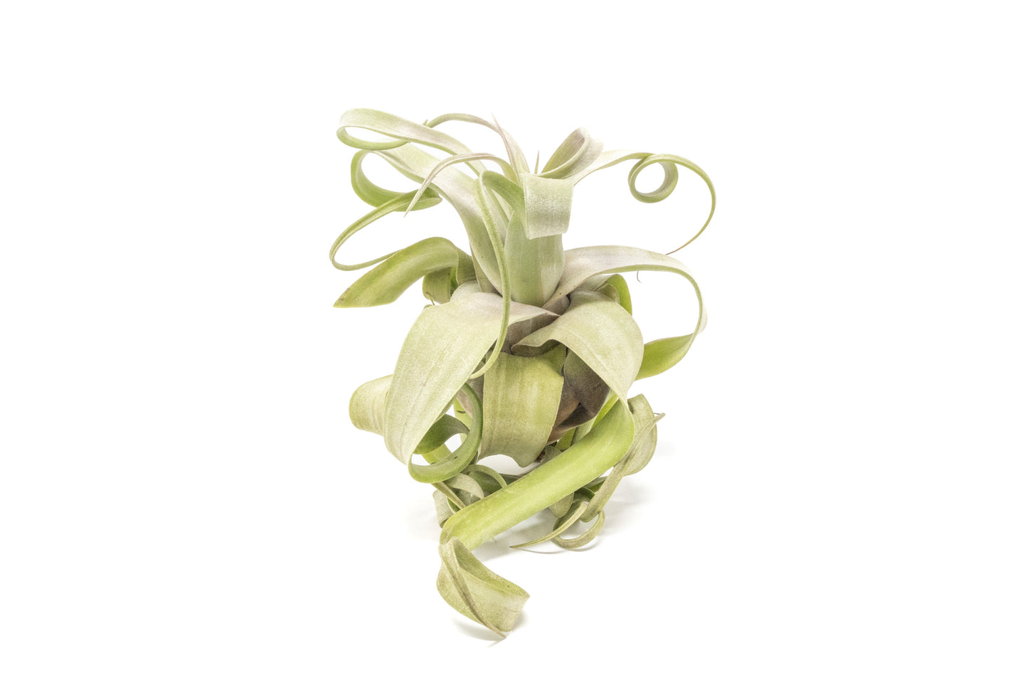 Tillandsia Streptophylla Air Plants