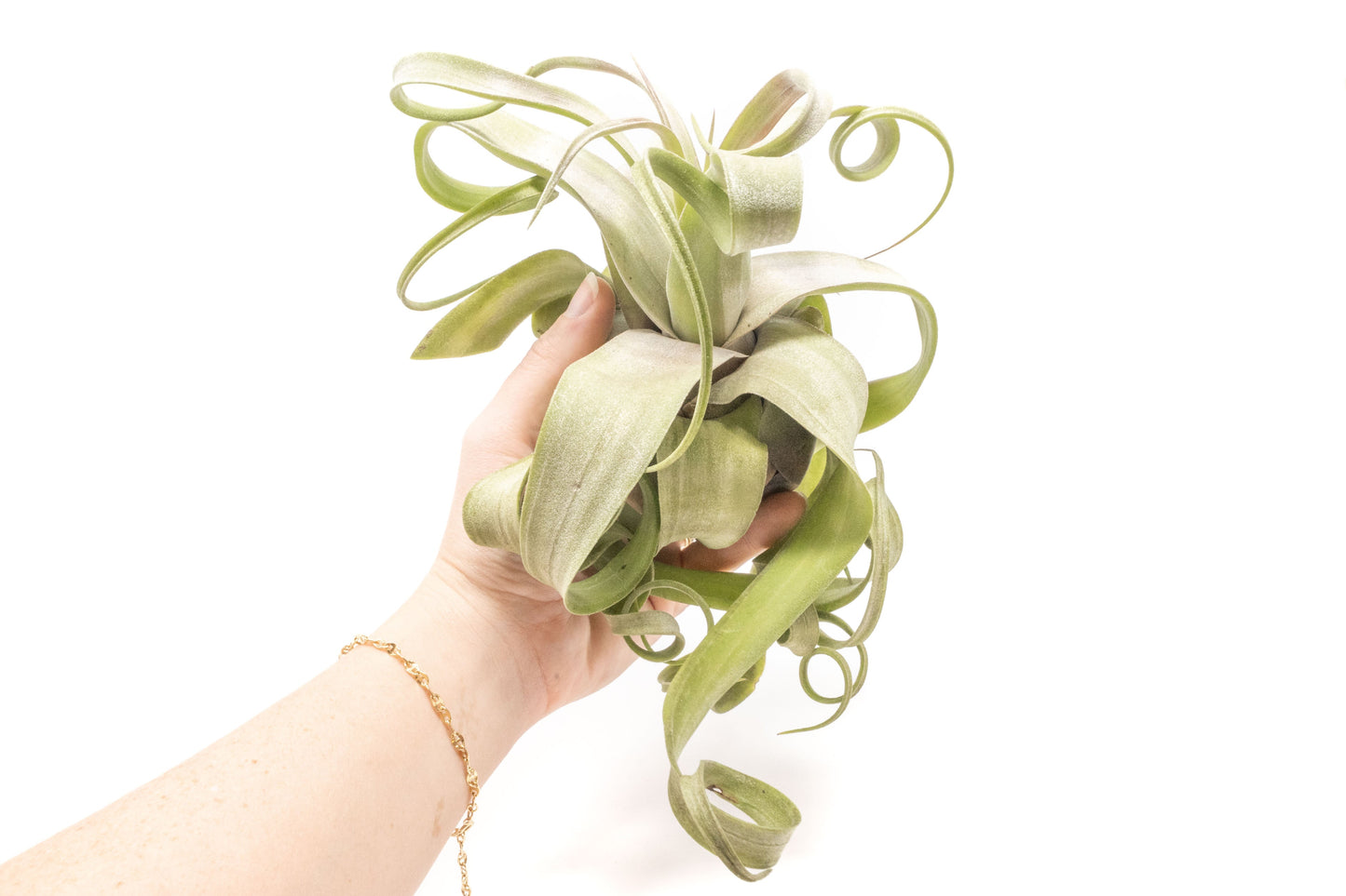 Jumbo Tillandsia Streptophylla Air Plants - Limited Quantities