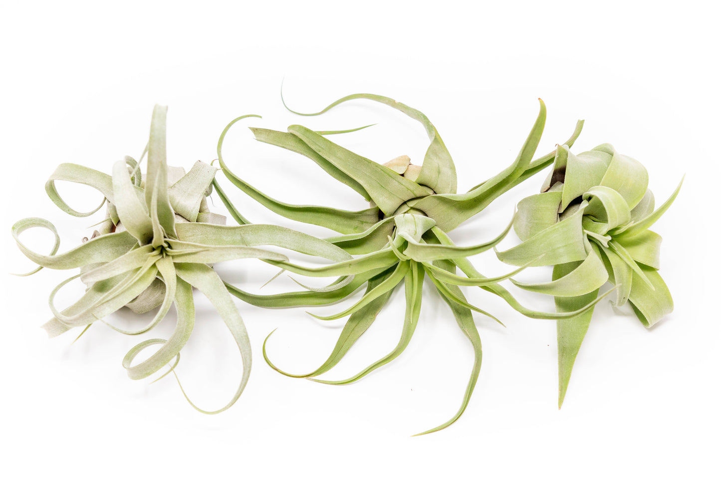 Tillandsia Streptophylla Air Plants