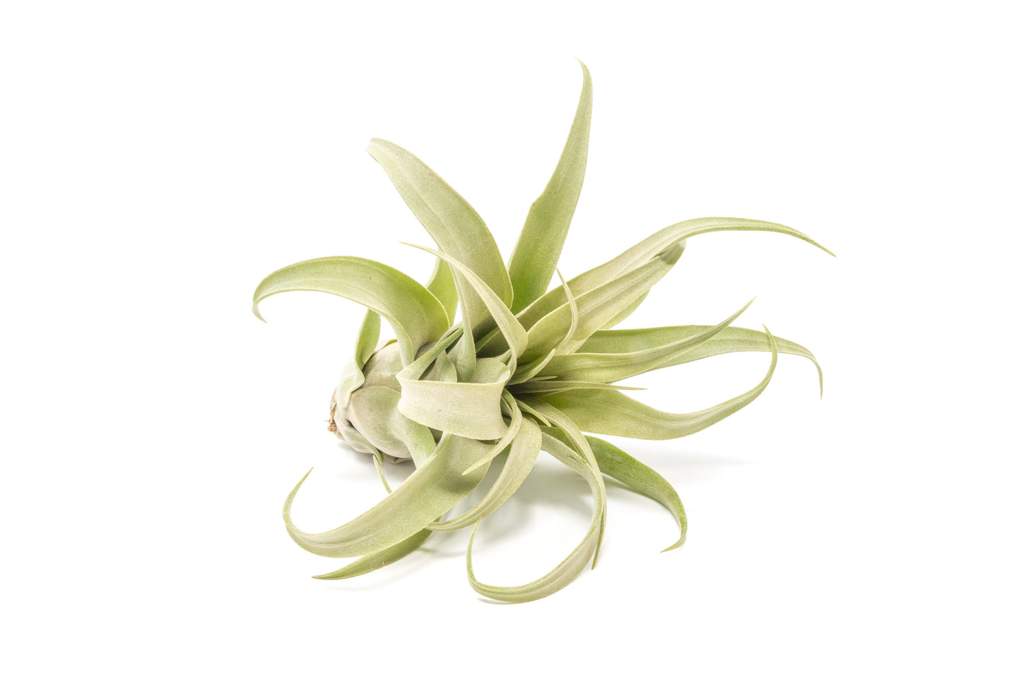 Jumbo Tillandsia Streptophylla Air Plants - Limited Quantities