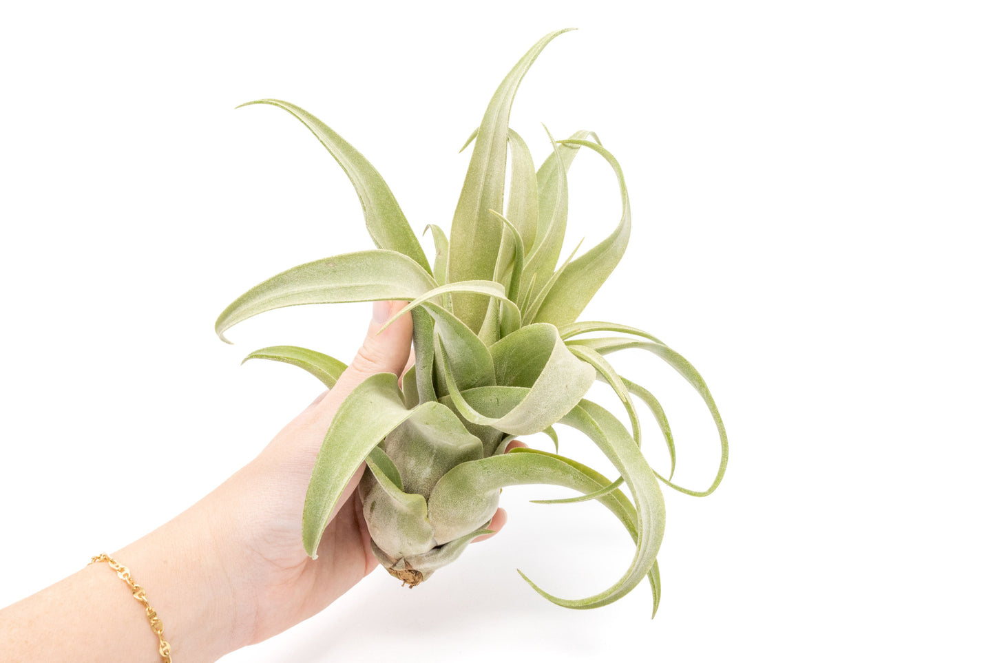 Jumbo Tillandsia Streptophylla Air Plants - Limited Quantities