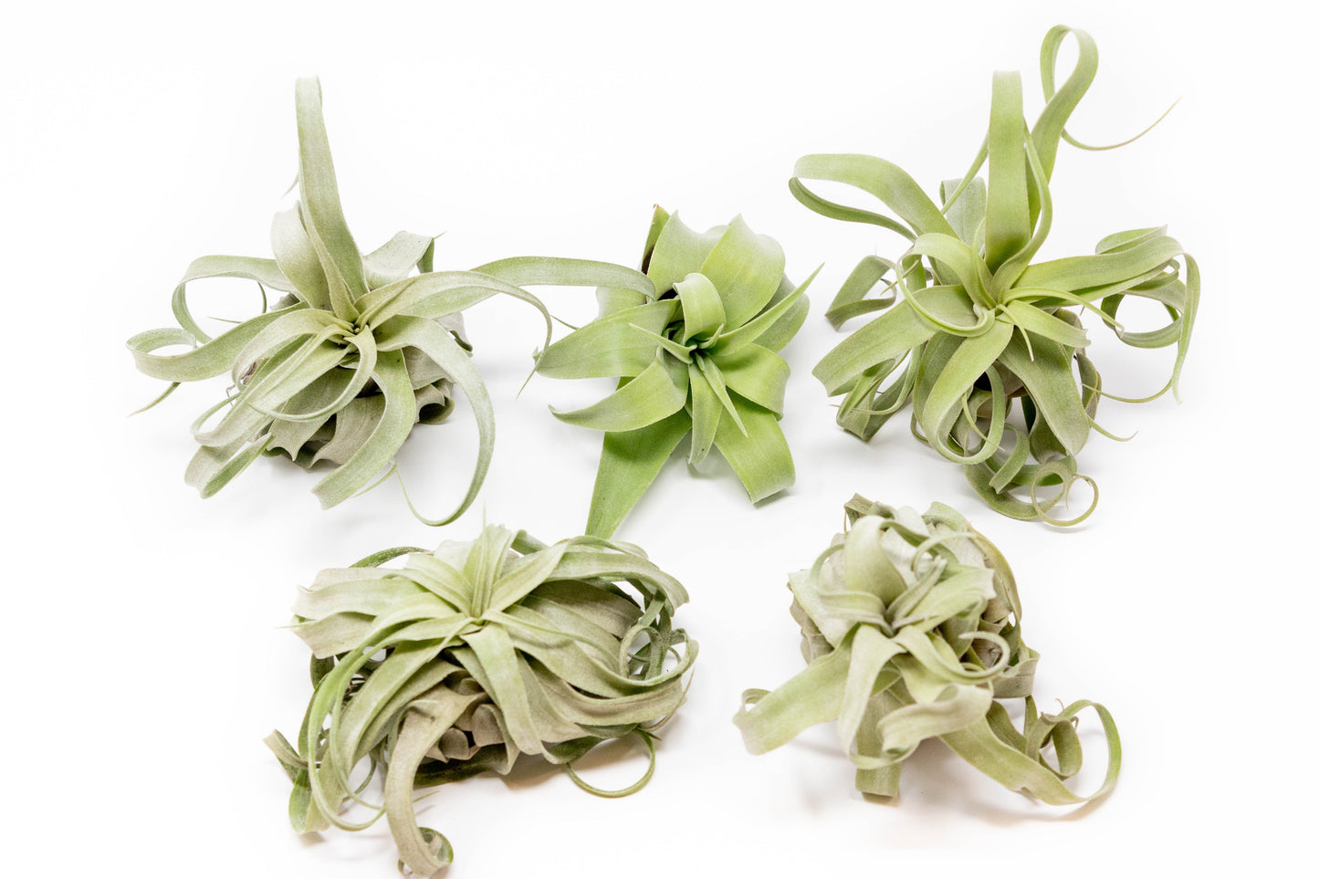 Tillandsia Streptophylla Air Plants