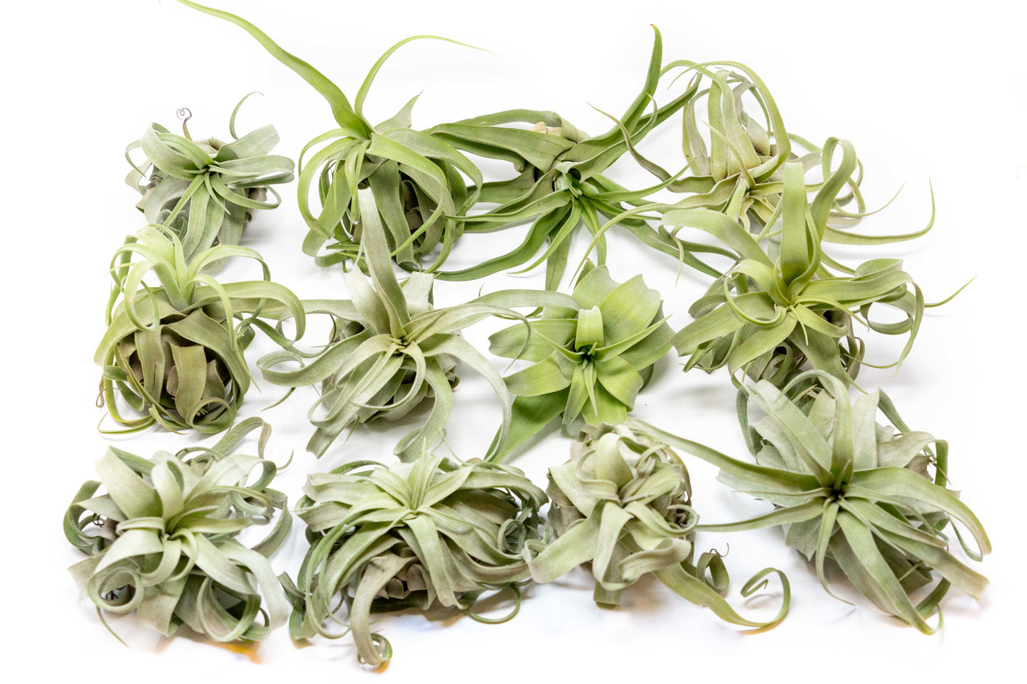 Tillandsia Streptophylla Air Plants