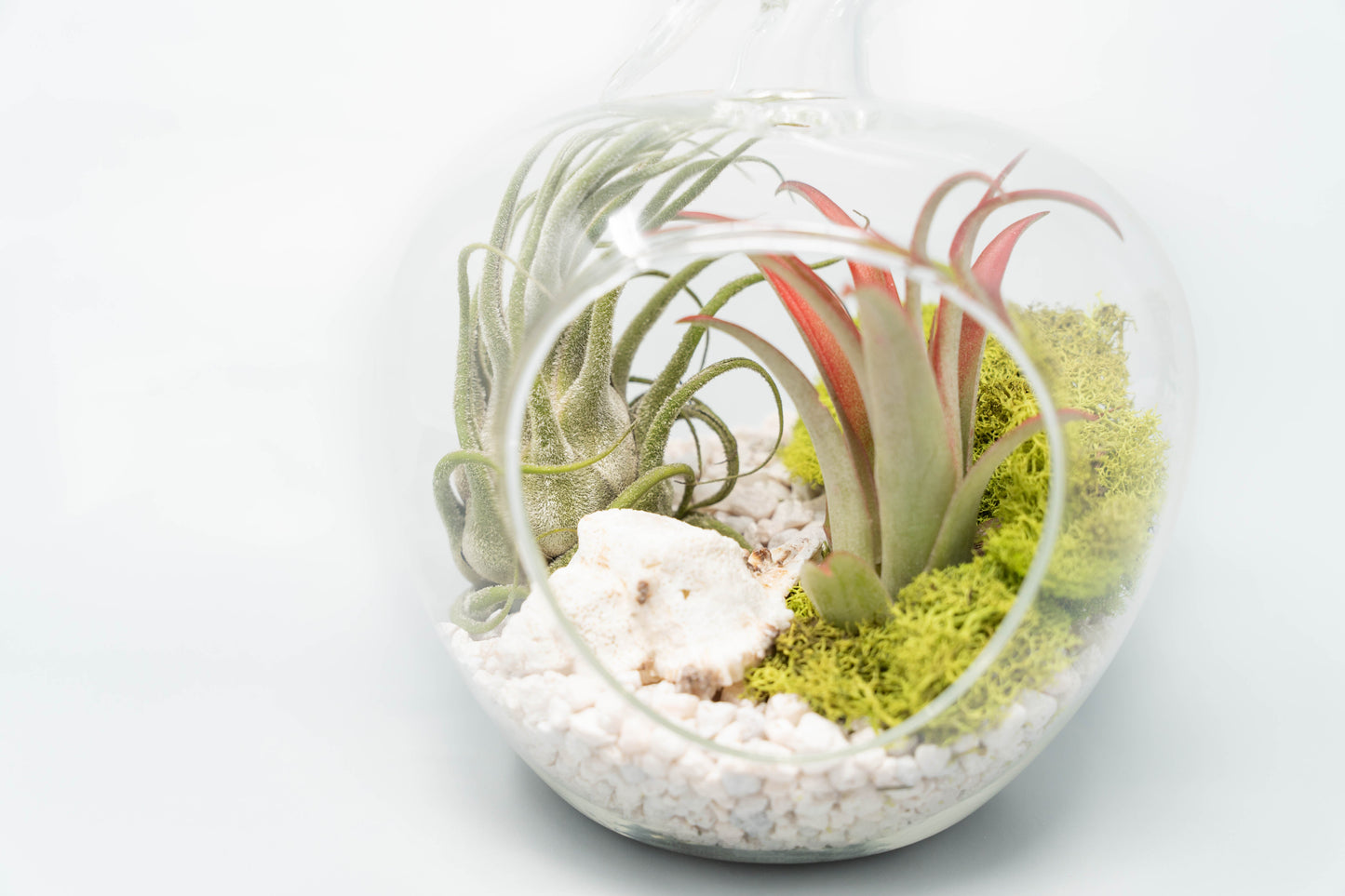 Apple Terrarium with Pebble Kit and Tillandsia Air Plants