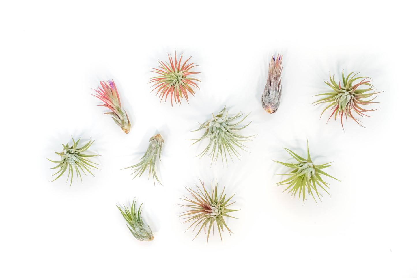 Tillandsia Ionantha Air Plant Super Packs