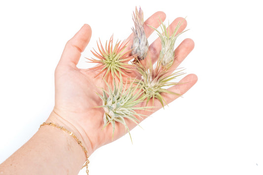 Mini Tillandsia Ionantha Air Plant Pups