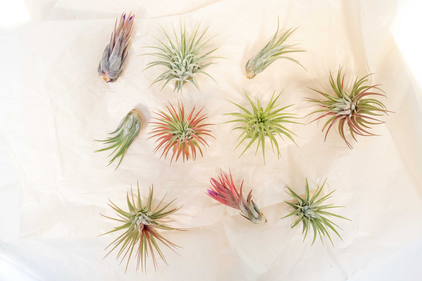 Tillandsia Ionantha Air Plant Super Packs