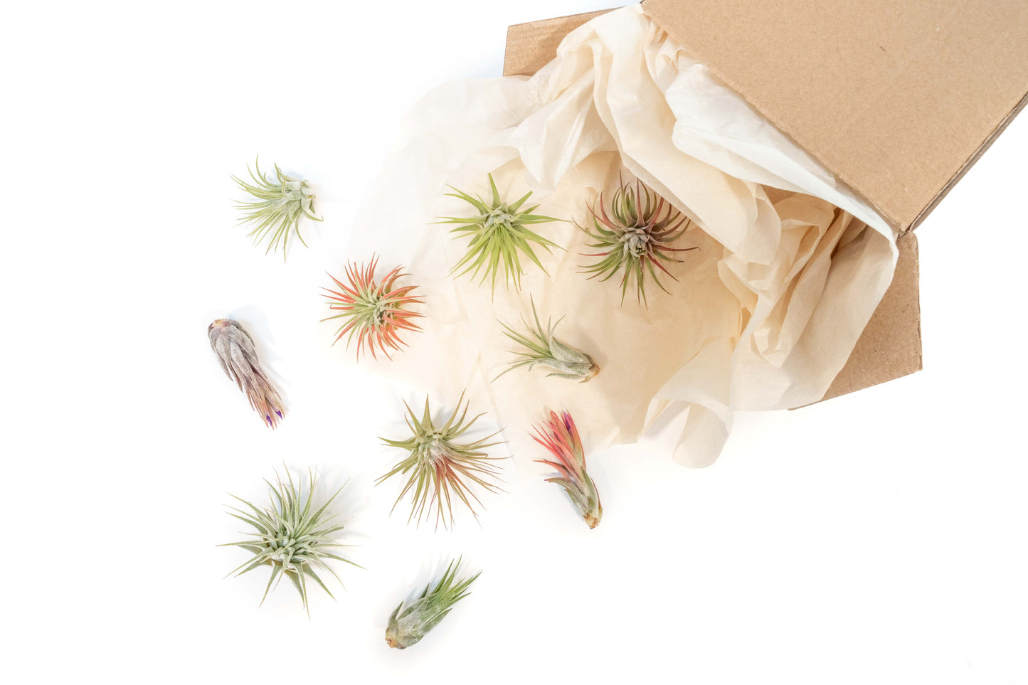 Tillandsia Ionantha Air Plant Super Packs