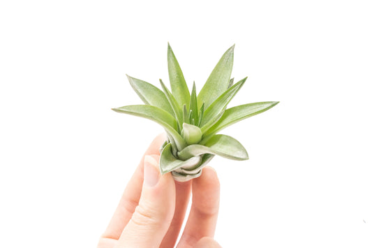 Tillandsia Velutina Air Plants