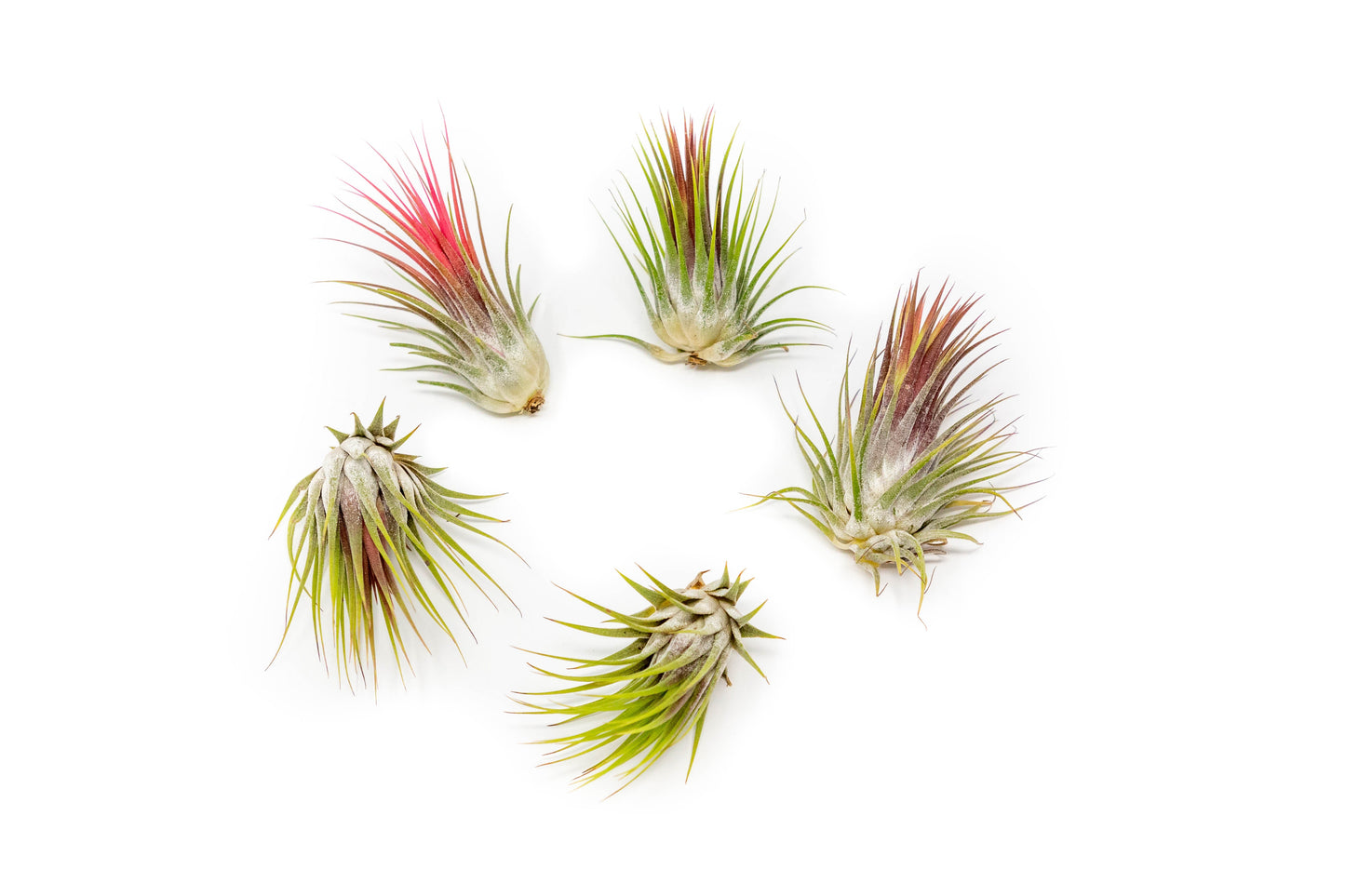 SALE - Tillandsia Ionantha Guatemala Air Plants - Set of 10, 20 or 50 Air Plants - 70% Off